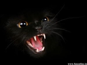 Black Cat showing his Scary Teethes Wallpaper
