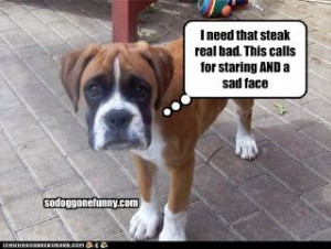 Funny Boxer Dogs Funny Animals Picture