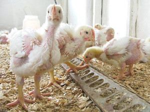 Funky headline from NPR News : “Crash Leaves 5,000 Chickens On ...