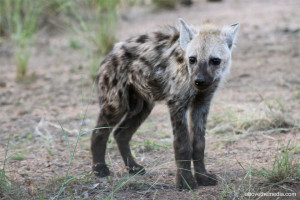 Hyena Pup Beginning