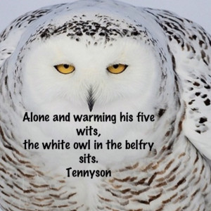 Love Tennyson....
