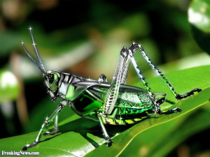 Glass Grasshopper