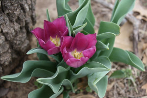 Images of Inspirational Quotes Pancreatic Cancer