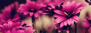 Pink-Nature-Facebook-Cover-Photo