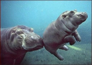 want a hippopotamus for Christmas.... Baby Hippo, San Diego Zoo ...