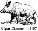 Boar Illustrations And Clipart