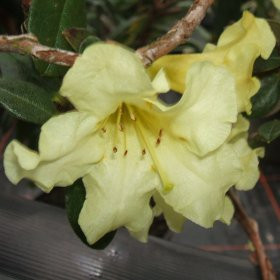 ... colour flowers are bell shaped creamy or yellow flowers early may