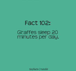 giraffe quote
