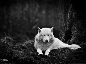 february 3 2012 gray wolf washington photograph by mukul soman your ...