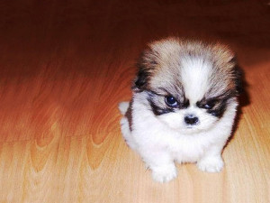 canine face off puppy with attitude snow dog balancing act