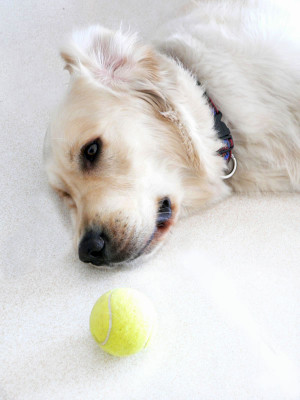 Golden Retriever 2 años