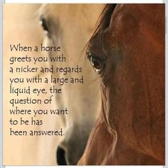 Cool horse quotes