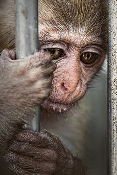 This makes me sad, no wild animal should be caged up like this (look ...