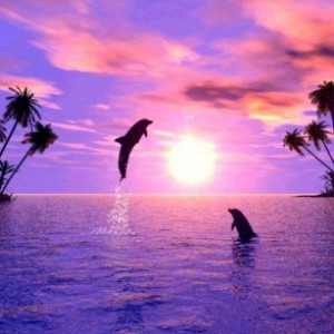 Immagini di stupendi delfini da mettere come sfondo sul vostro ...