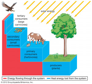 ecosystem energy transfer through an ecosystem Britannica Online