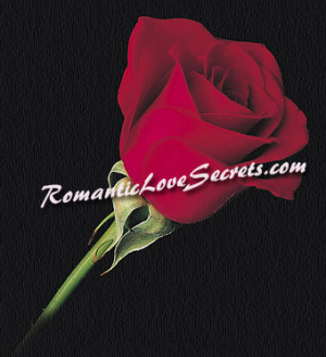 Rose quotes. A collection of beautiful quotes about roses