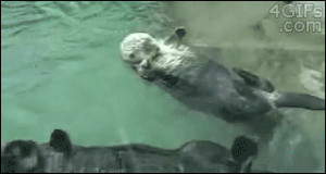 gif animals cute holding hands otters