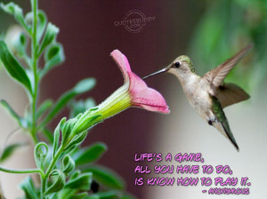 ... Of Life Quotes And Positive Quotes: The Bird Who Brings Life Quotes