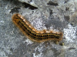 caterpillar on a limestone pavement in the Burren, Co. Clare