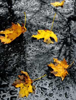 ... autumn fall water leaves color drops leaf black droplets season death