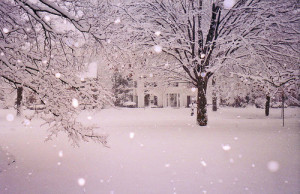 snow, trees, white, winter, wonderland