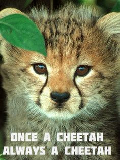 Sarcasm #cheetah . No way! More