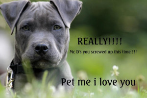 Here are a TON of photos of pit bulls with their letters of protest to ...