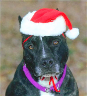 funny-life-quotes-cute-sad-dog-christmas-hat.jpg