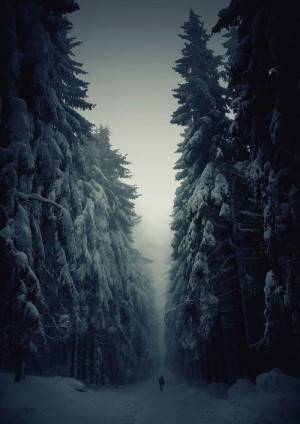 snow pretty winter cold lonely beautiful trees alone nature forest ...