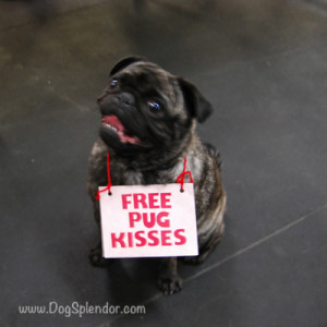 Seattle-Pug-Rescue-pug-kisses-DogSplendor.jpeg