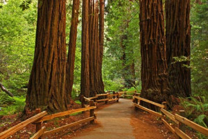 Redwoods John Muir National