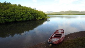 Conserving mangroves could be an economic way of mitigating greenhouse ...