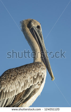 up profile of a brown pelican over a blue sky background stock photo