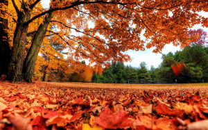 Autumn Maple Leaves Wallpapers Pictures Photos Images