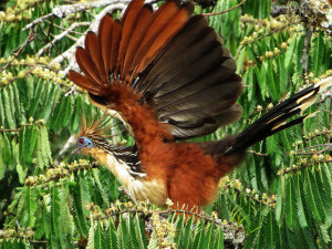 Amazon Rainforest Animals Birds