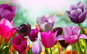 Tag: Purple Tulips Flowers Wallpapers,Backgrounds, Photos, Images and ...