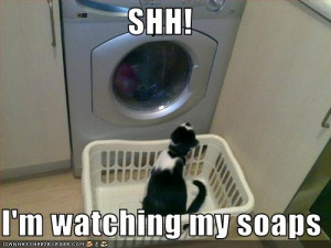 funny pictures of cats with captions
