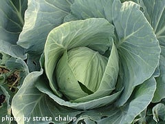 Click here to learn about planting cabbage