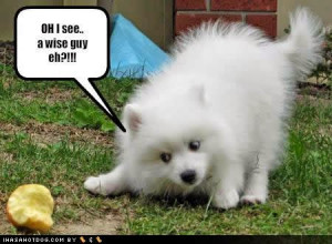 Funny dogs with sayings
