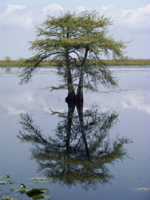Cypress Tree Reflecting in the Water