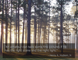 turkey pine plantation