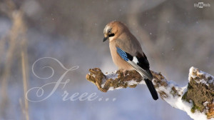 Free as a bird
