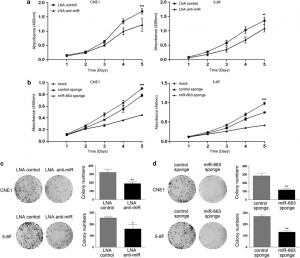 MTT Cell Proliferation Assay