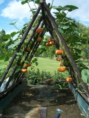 Pumpkin trellis idea