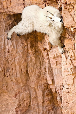 Top 10: Pictures of Crazy Goats