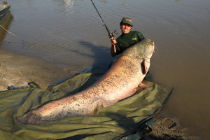 Once Caught a Po River Catfish THIS BIG