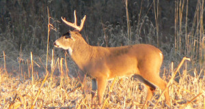 Displaying Images For - Whitetail Deer Hunting Quotes...