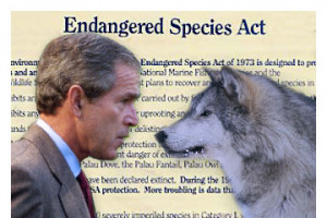 Inside the secretive plan to gut the Endangered Species Act