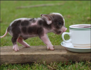 teacup pigs