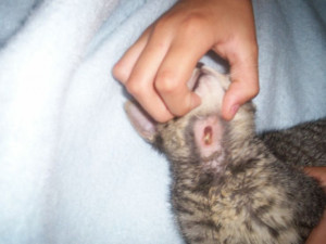 Tonto's Bee sting - Cat-: Tonto 39 Bees, Bees Sting, Tonto Bees